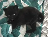 kitti1.webp