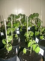 09.03.2010 025.webp