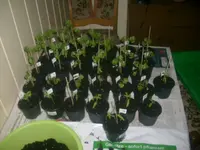 09.03.2010 029.webp