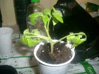 09.03.2010 008.webp