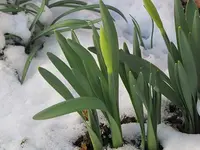 Garten28.webp