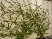 hortensie2.webp