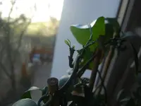 Calamondin 2010.03.07 2.webp