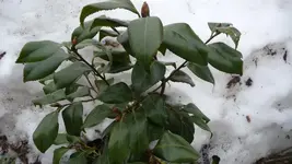 K800_Camelie.webp