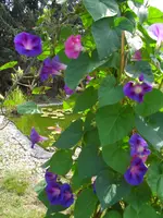 CIMG6762.webp