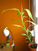 PIC_0062.webp