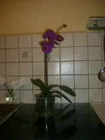 10.03.2010 019.webp