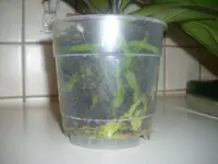 10.03.2010 010.webp