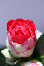 IMG_7348.webp