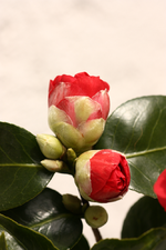 IMG_7352.webp