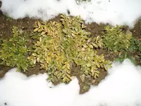 Buchs2.webp