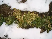 Buchs3.webp