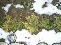Buchs.webp