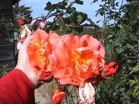 Gartenroseorange.webp