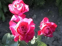 Gartenrosen.webp