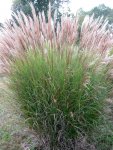 grass_miscanthus_gracillimus_lg.jpg