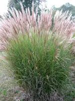 grass_miscanthus_gracillimus_lg.webp