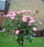 DSC00037.webp