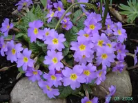 Kissenprimeln_rosa.webp