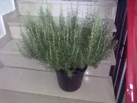 06032010063.webp