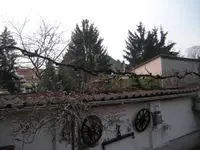 Weinrebenspalier 3.webp