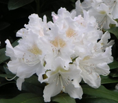 rhododendron cunninghams white.webp