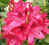 Rhododendron Nova Zembla.webp