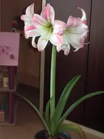 IMGP3916.webp