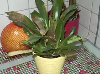 IMGP3917.webp