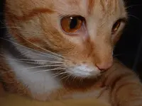 Tiggi (4).webp