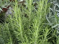 Gartenrosmarin.webp