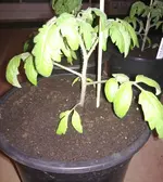 nach_umtopfen1.webp