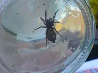 Schwarze Witwe (2).webp
