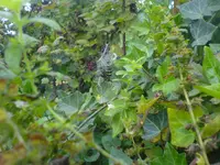 Anfang September Tigerspinne.webp