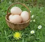 Eierkorbchen.webp