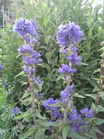 garten 09 016.webp