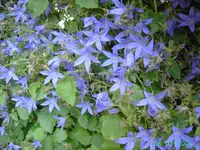 Glockenblume_Campanula.webp