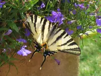 Er hatte sich an meinen Blumenkübel verirrt.webp