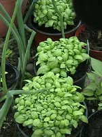 Gartenbasilikum2.webp