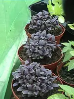 Gartenbasilikumrot.webp