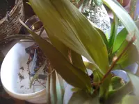erfrorene Orchideen 12.03.2010 002.webp