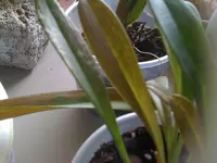 erfrorene Orchideen 12.03.2010 003.webp