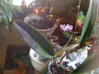erfrorene Orchideen 12.03.2010 006.webp
