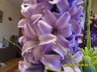 SDC10975.webp
