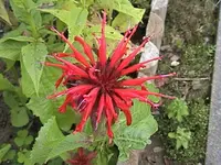 Gartenmonarda.webp