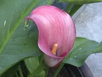 Gartencalla2.webp