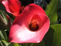 Gartencalla.webp