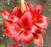 Lilie 3811.webp