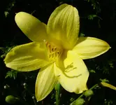 Lilie 3892.webp