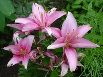 Lilie 3925.webp